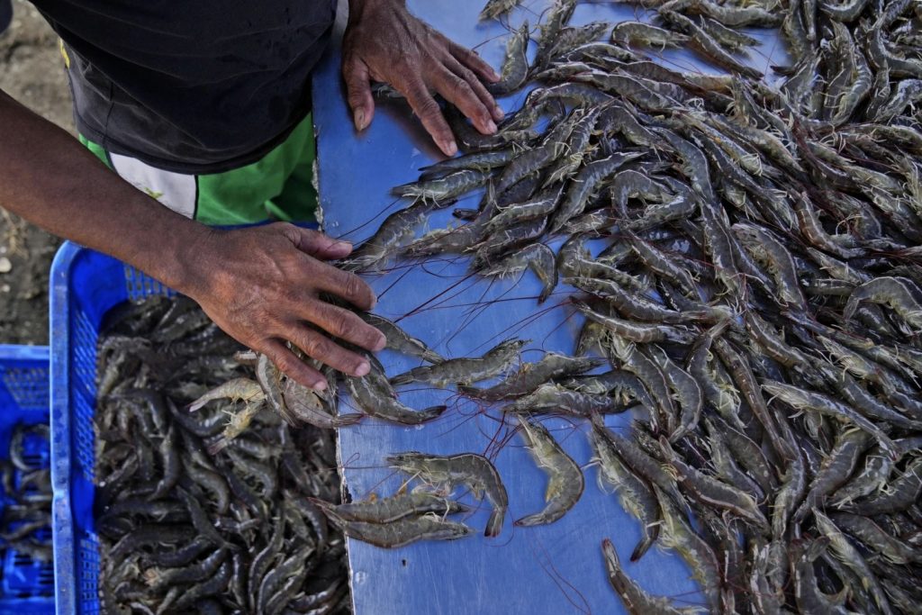Indonesian Peroduct - Shrimps