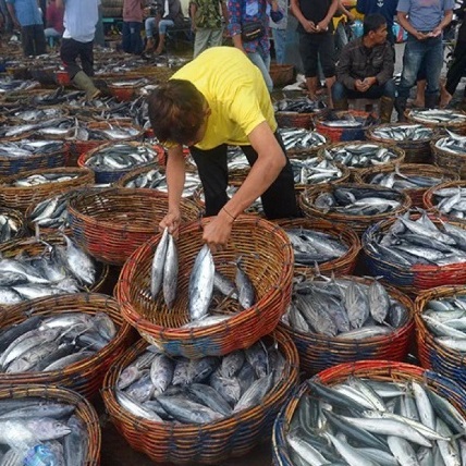 Indonesia Fish Export to Vietnam 2025