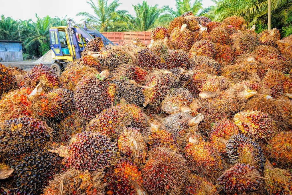 Indonesia Palm Oil Export