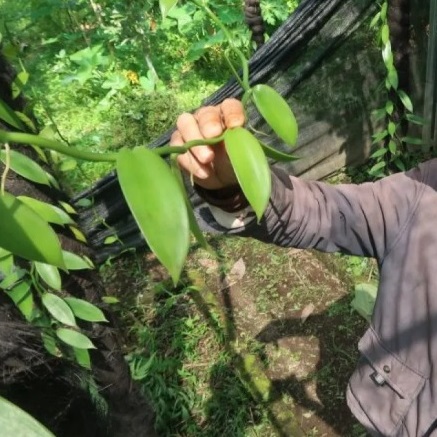Indonesia Vanilla Export 2025