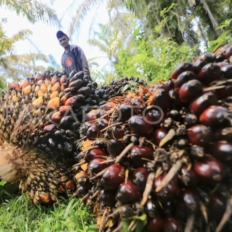 Palm Oil Export Tariff to USA 2025