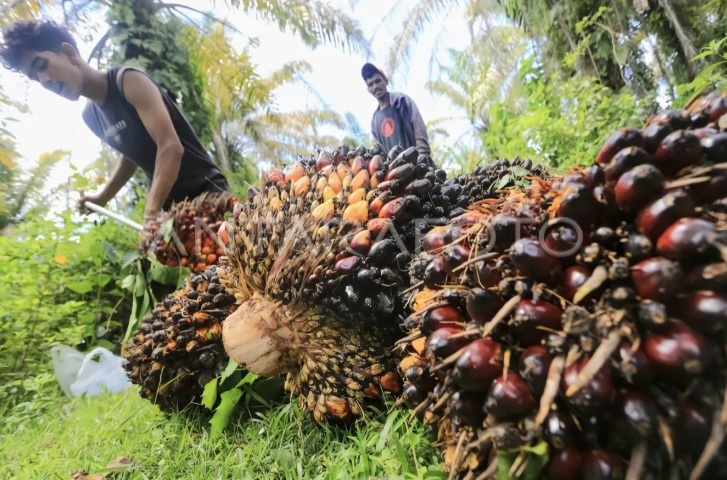 Palm Oil Export Tariff to USA