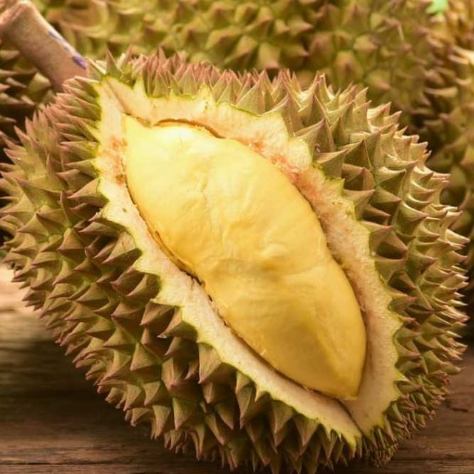 Indonesian Frozen Durian Export 2026