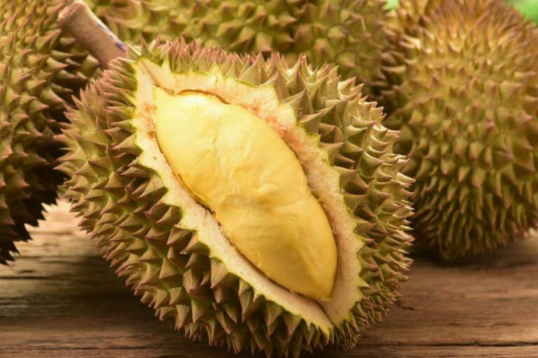 Indonesian Frozen Durian Export