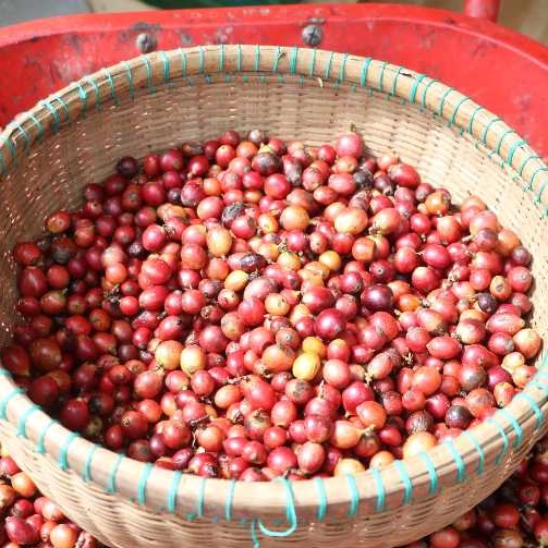 Indonesian Liberica Coffee Export 2025