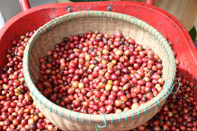 Indonesia's Liberica Coffee Export