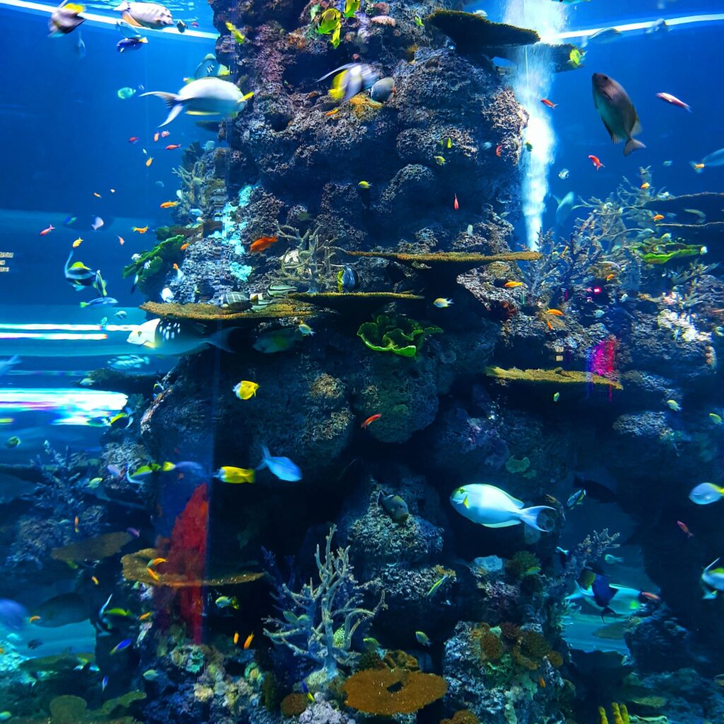 Indonesian Ornamental Fish Export 2026