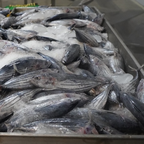 Indonesia's Fish Export to Japan 2026