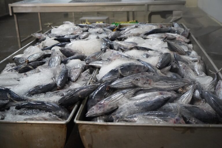Indonesia's Fish Export to Japan