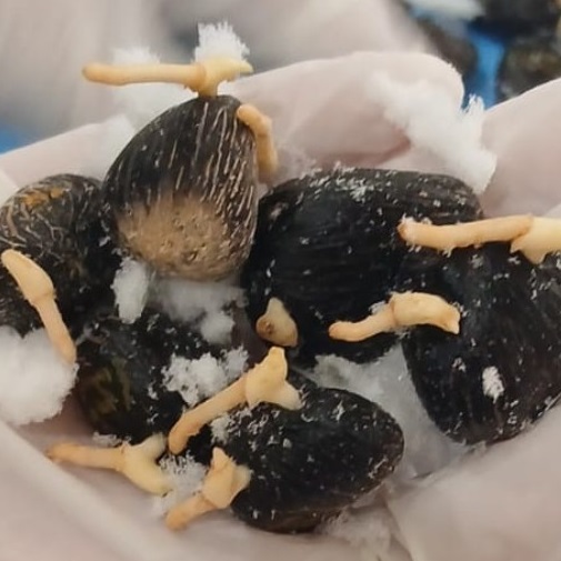 Palm Oil Seeds Exporter 2026