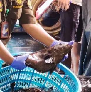 Indonesia Live Fish Export 2026