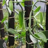 Indonesia Vanilla Exporter 2026