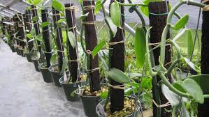 Indonesia Vanilla Exporter