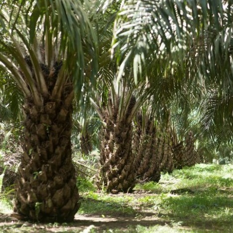 Palm Oil Indonesia 2026