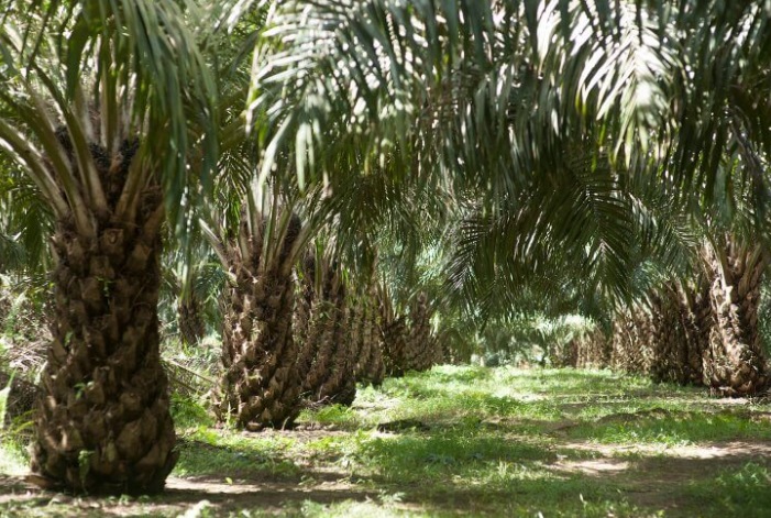 Palm Oil Indonesia