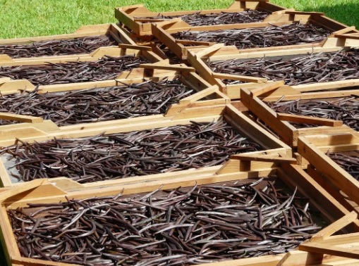 Vanilla Beans From Indonesia