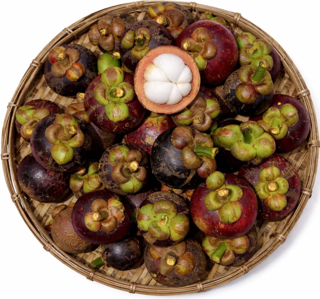 mangosteen exporters 2026