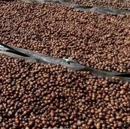 Nutmeg Export to Holland 2026