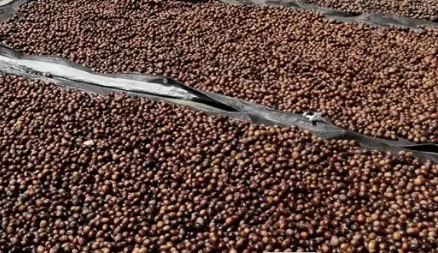 Nutmeg Export to Holland