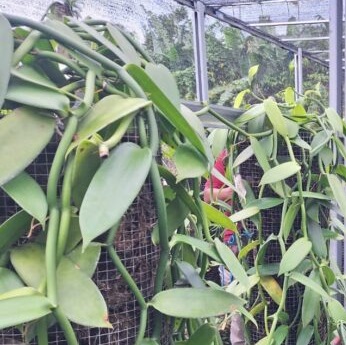Indonesia Vanilla Export to USA 2026