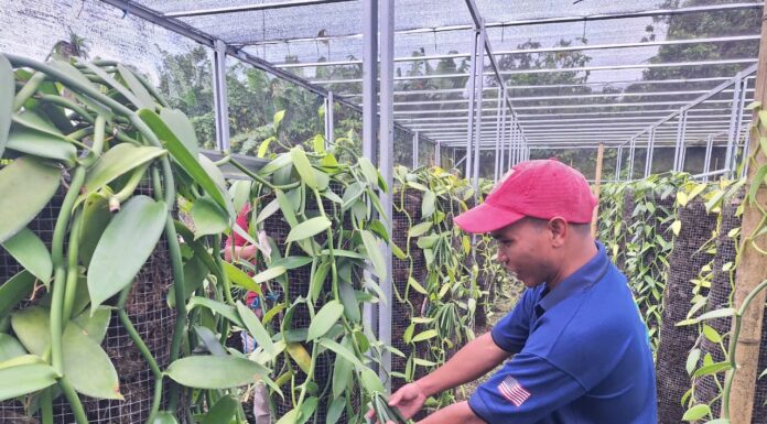 Indonesia Vanilla Export to USA