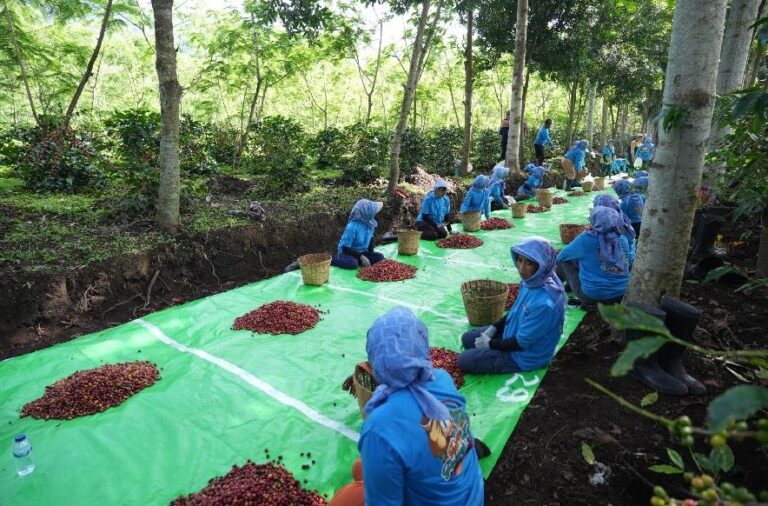 Indonesia Arabica Coffee 2026