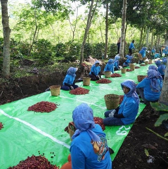 Indonesia Arabica Coffee Export