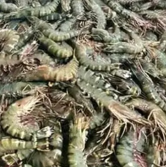 Tiger Prawn Export 2026