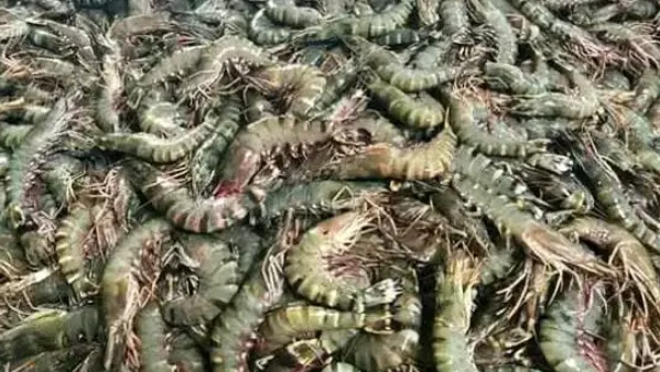 Tiger Prawn Export